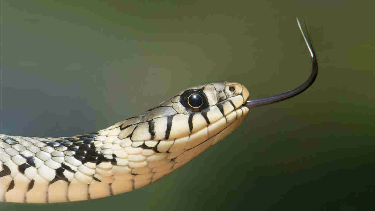 VIPERA ACQUATICA, è emergenza da metà Agosto I Attirata dal clima, se ti prende rischi di fare una brutta fine