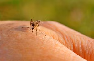 zanzara Dengue e Chikungunya (1)