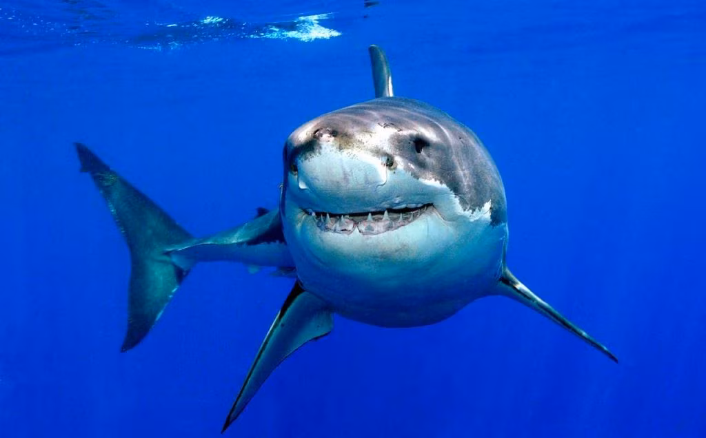 squalo (1)