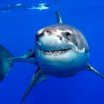 squalo (1)