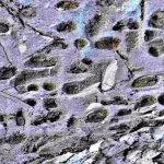 orme-dinosauri-stelvio (1)