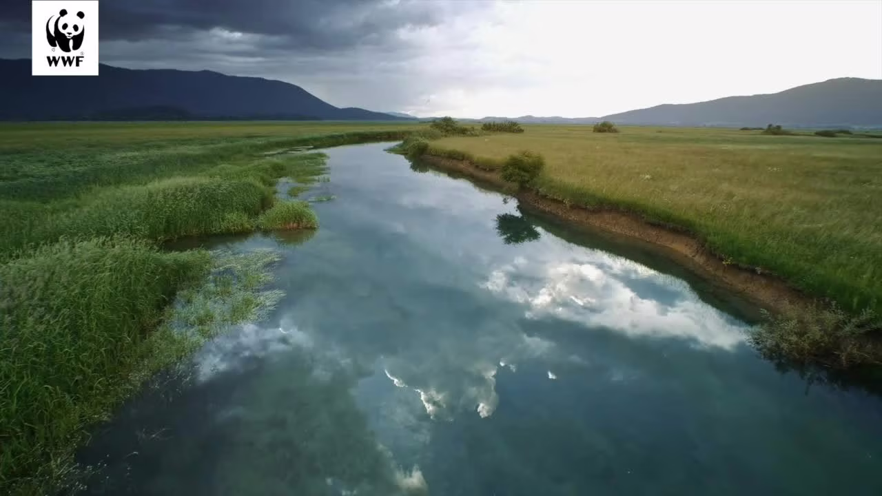 P&G e il WWF insieme per l’ambiente