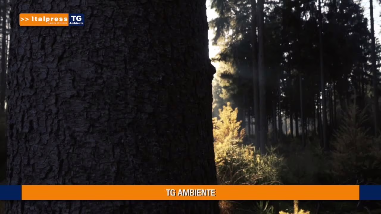 Tg Ambiente - 13/6/2021