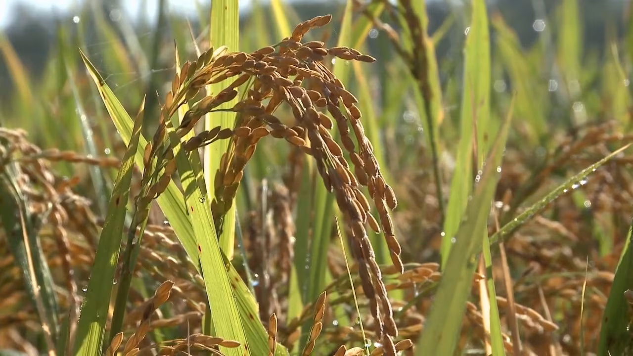 Risaie italiane in crescita nel 2021