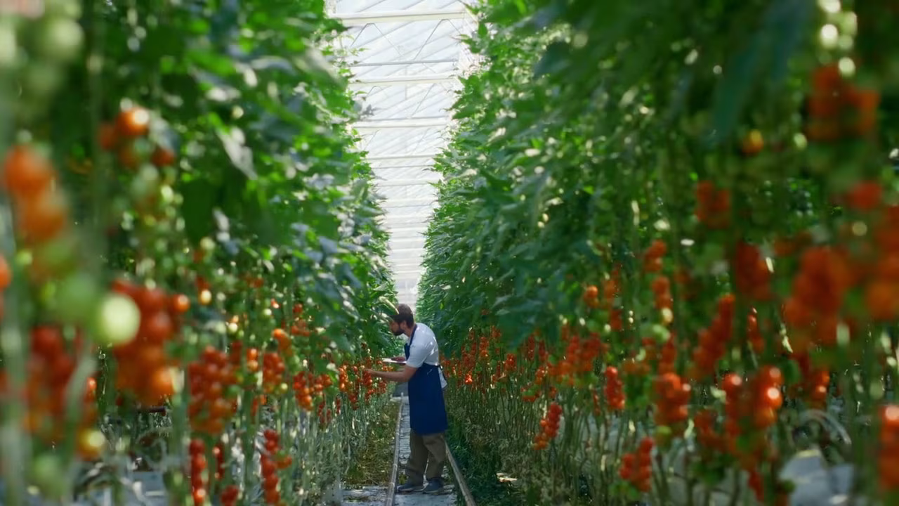 Agroalimentare, bando da 1,2 miliardi