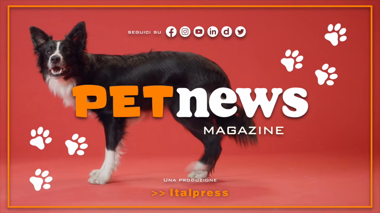 PetNews Magazine - 7/3/2023
