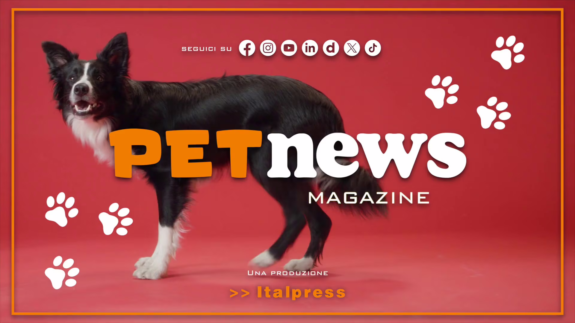 PetNews Magazine - 27/8/2024
