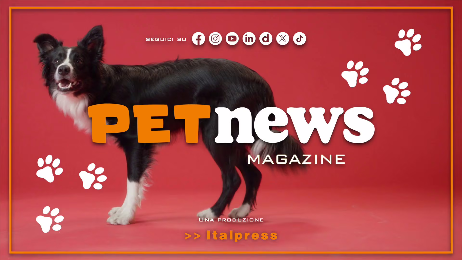 PetNews Magazine - 8/10/2024