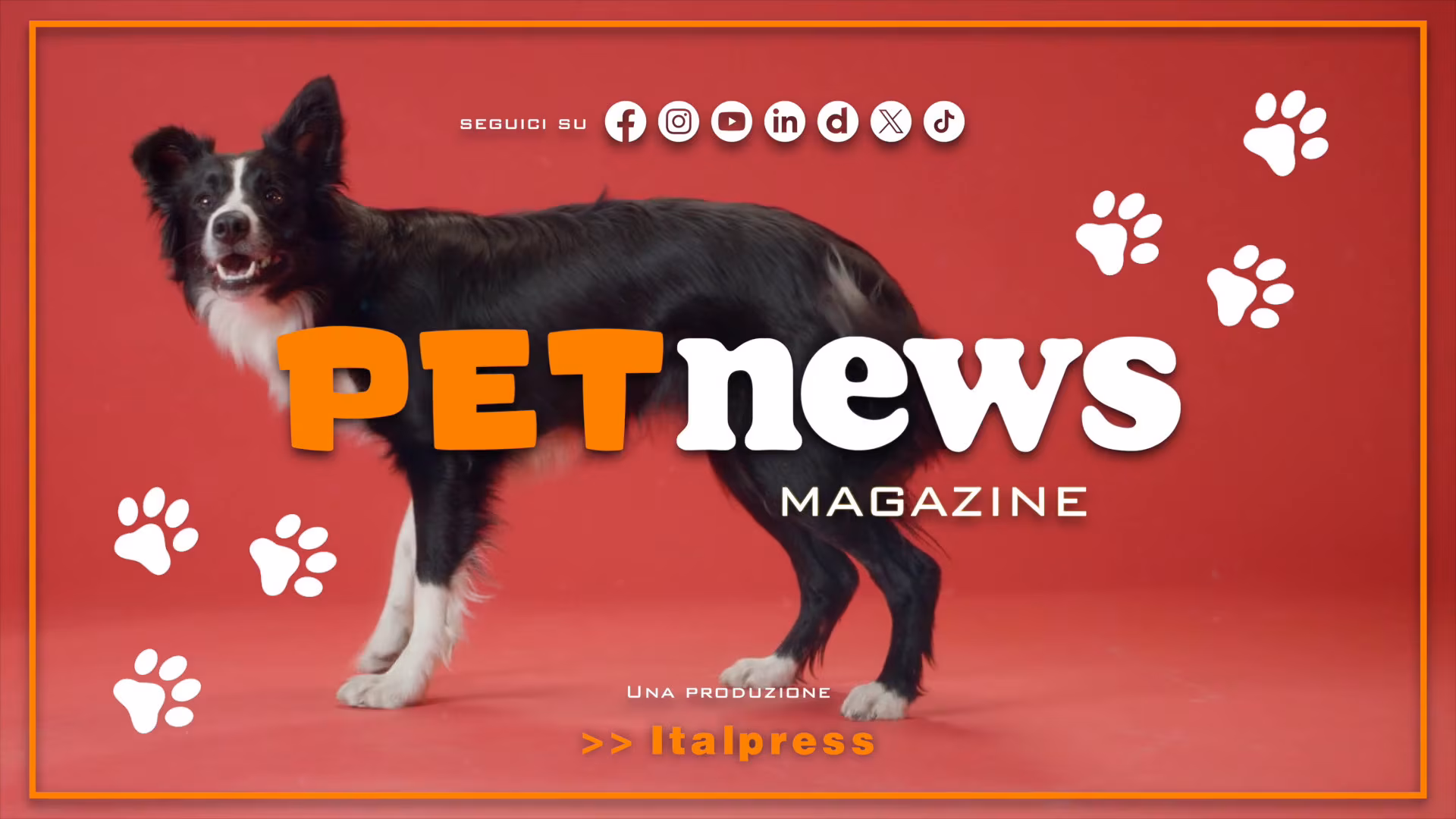 PetNews Magazine - 24/12/2024