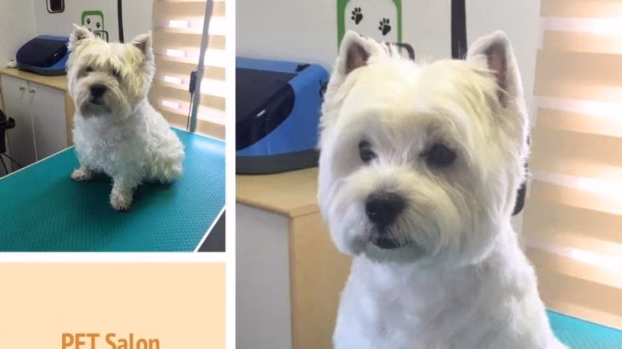 PET Salon