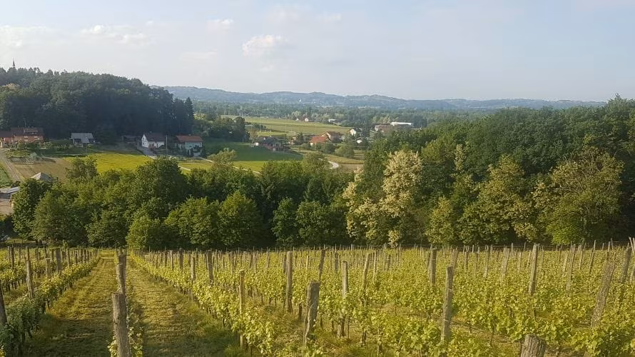 Vinogradništvo KOKOT