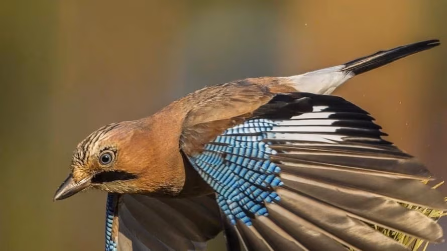 Lovska družina Tomaž