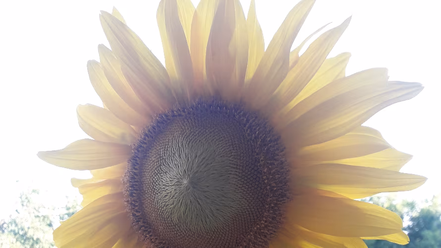 KAU-križanke anagrami uganke