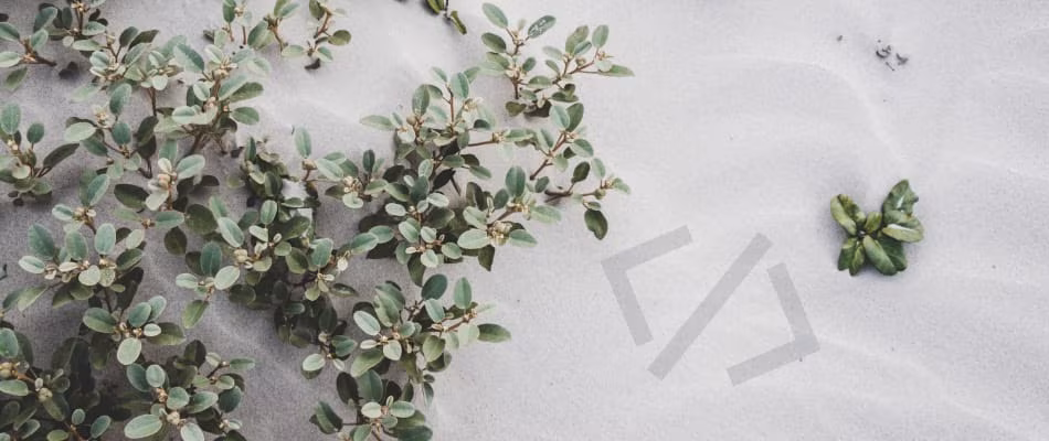 Vzdrževanje spletnih strani.