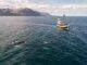 Tourist boat and whale in sea not far from shore
