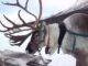 reindeer, norway, snow