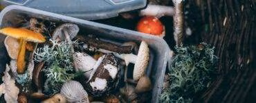 white mushrooms on black plastic container