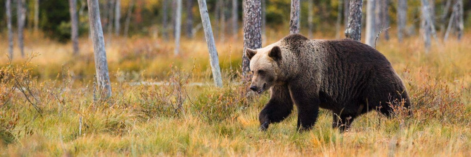 black bear near trees
