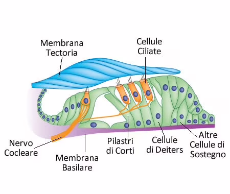 Organo del Corti: Cos'è, Struttura e Funzione
