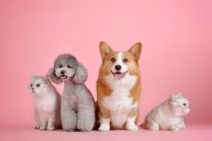 Animali in casa