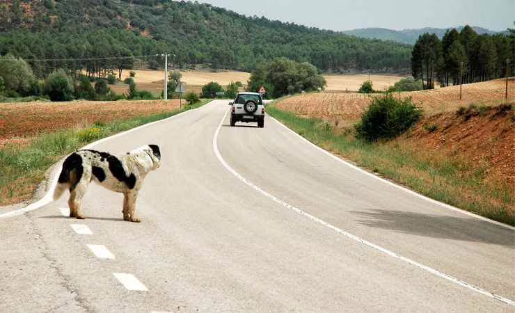 animale abbandonato