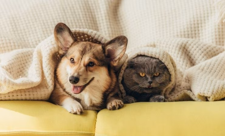 Animali domestici cane gatto