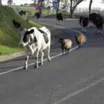 mucca