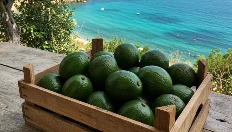 Cassetta di avocado - foto (C) Teleone.it