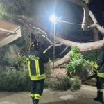 1752611628074_albero_caduto.jpeg