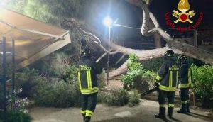 1752611628074_albero_caduto.jpeg