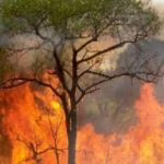 incendio-700-x-376-590x354.jpg