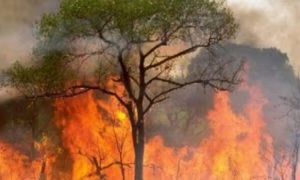 incendio-700-x-376-590x354.jpg