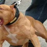 pitbull_q0vrec.jpg