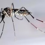 zanzara west nile