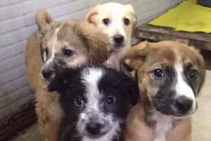 cani maltrattamenti