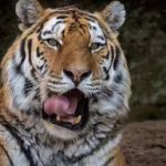 L’appello choc dello zoo danese: “Dateci animali indesiderati, saranno cibo per i nostri predatori”