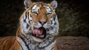 tigre