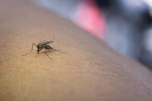Zanzara west nile virus