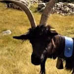 Uomo attaccato e incornato da un caprone a Stromboli: ferito alle gambe, ricoverato al Policlinico di Messina