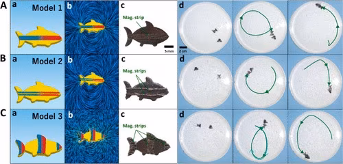 Robot nuotatori per nuove strategie in ambito biomedico. Credits: ACS