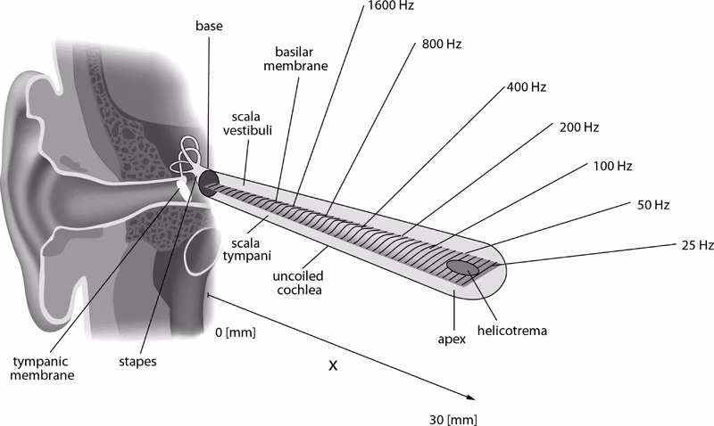 organizzazione tonotopica e acustica