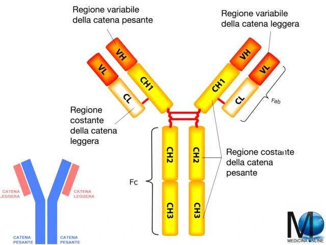 Anticorpi monoclonali: utili come profilassi contro il virus Covid-19