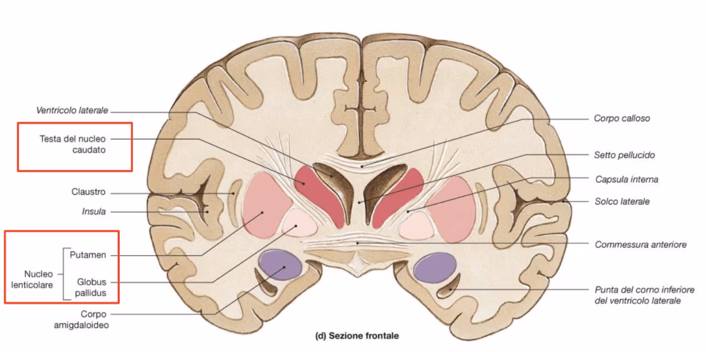 trasversale cervello