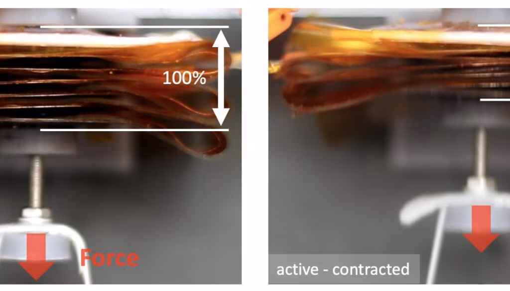 Struttura dei Muscoli artificiali