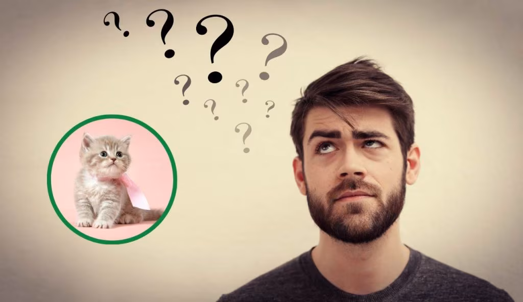 Di chi è questo gattino? Sembra un TEST inutile e invece rivela la tua vera intelligenza, provaci ma rischi di brutto