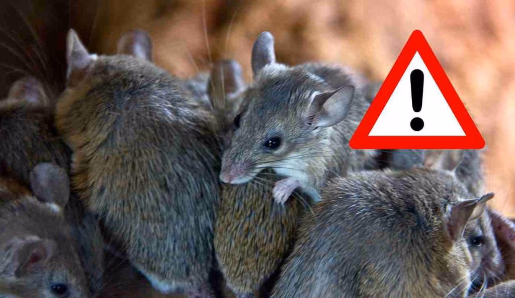 Più TOPI che ESSERI UMANI, città letteralmente invase: come tenerli lontani dalle abitazioni