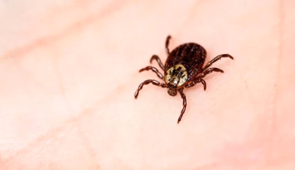 MORSO DI ZECCA: come proteggersi e quali zone infestate devi assolutamente evitare