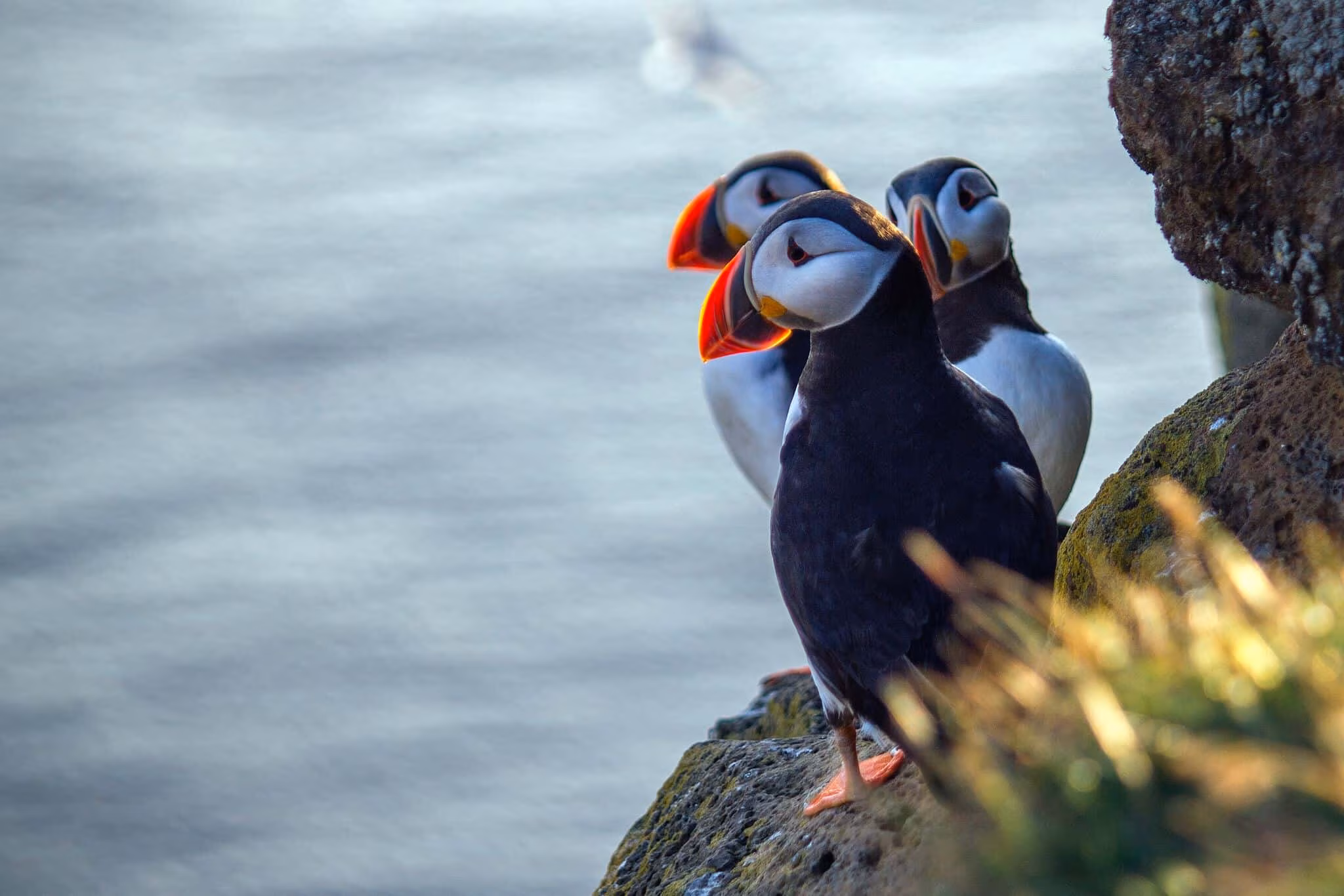 The puffin is a remarkable bird, almost penguin-like. The beak consists of bright colors of yellow, red and blue gray.