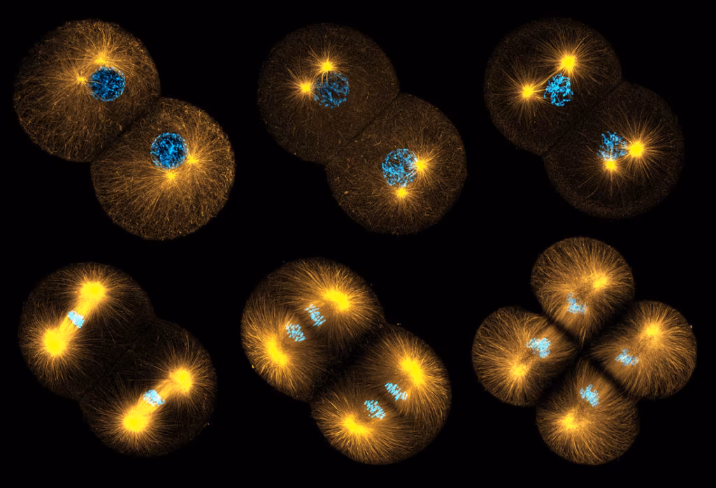 Biomedicina: l’imaging diagnostico non è mai stato così chiaro
