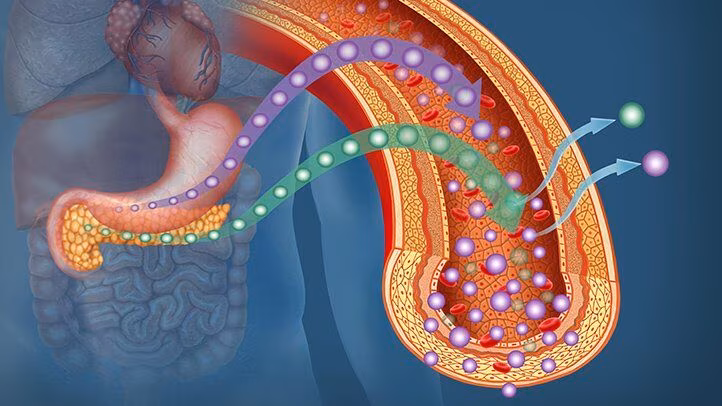 Nuova cura per il diabete grazie alla neurostimolazione del pancreas